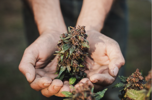 THCA flower in Houston